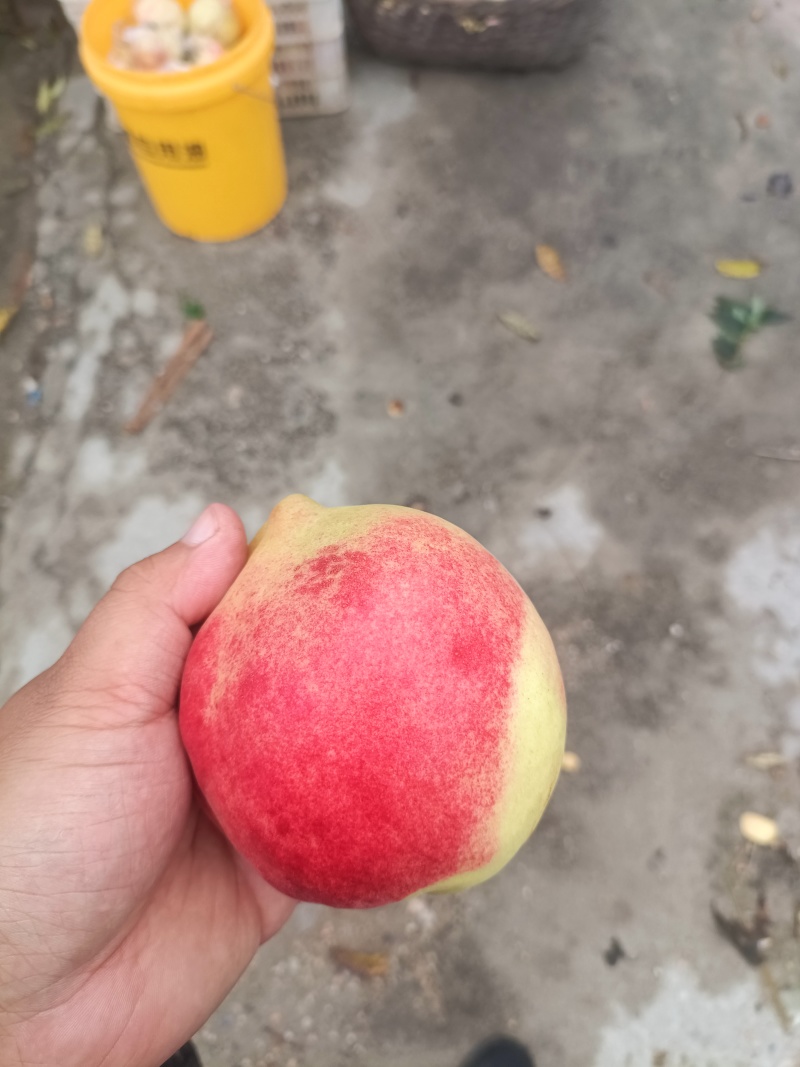 中华寿桃半斤以上