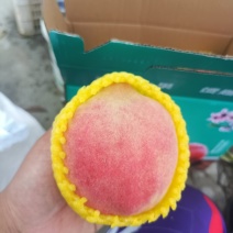 中华寿桃半斤以上