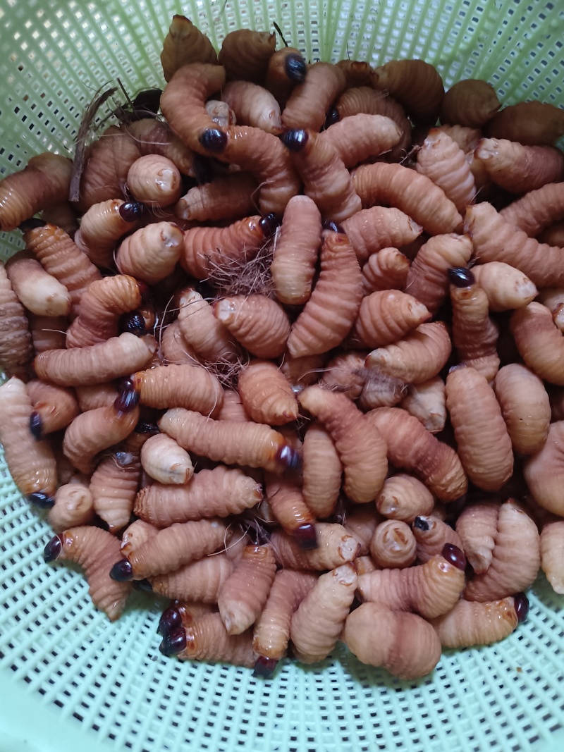 竹虫种苗，烧烤鲜活虫