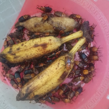 竹虫种苗，烧烤鲜活虫
