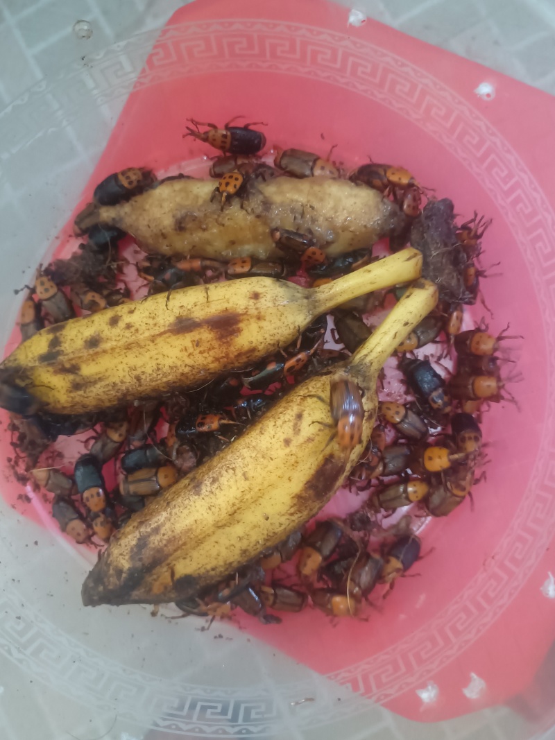 竹虫种苗，烧烤鲜活虫