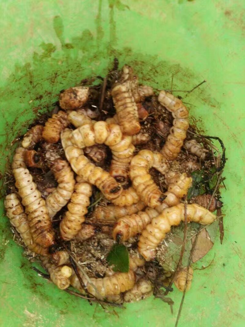 竹虫种苗，烧烤鲜活虫