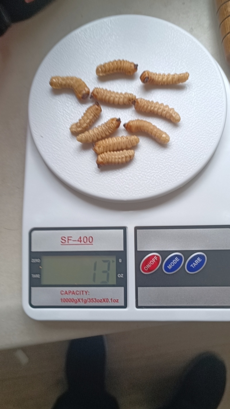 优质木虫，竹虫