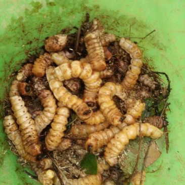 优质木虫，竹虫