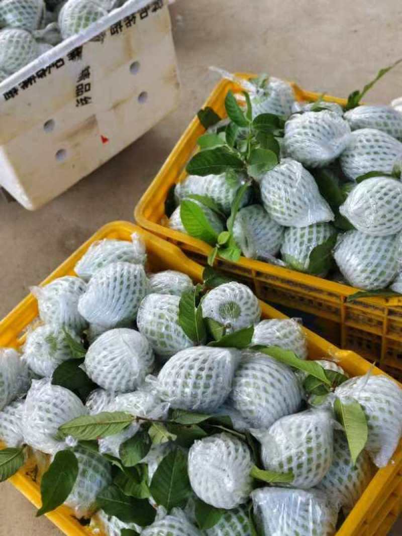 白心芭乐