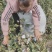 新疆棉花