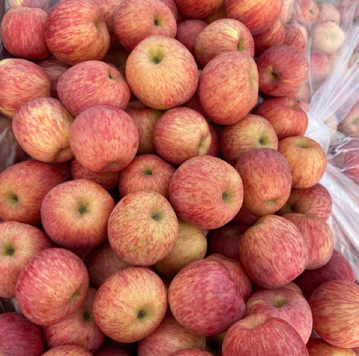 展示一颗饱满、色泽鲜艳的红富士苹果 红富士苹果特写