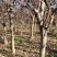 红宝石海棠，美国海棠。树龄十年，树径周20cm左右