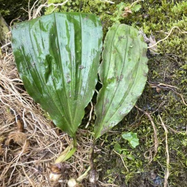 高山地区纯野生毛慈菇、冰球子鲜货价，需要的老板联系