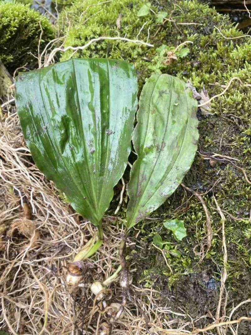 高山地区纯野生毛慈菇、冰球子鲜货价，需要的老板联系