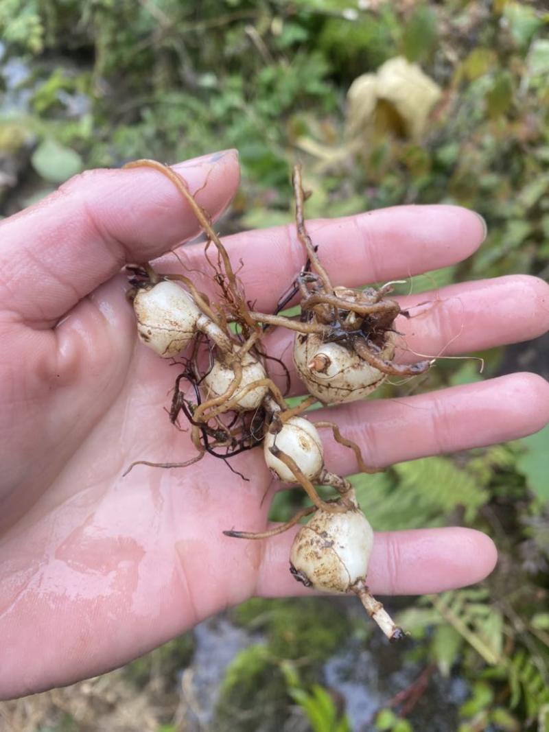 高山地区纯野生毛慈菇、冰球子鲜货价，需要的老板联系