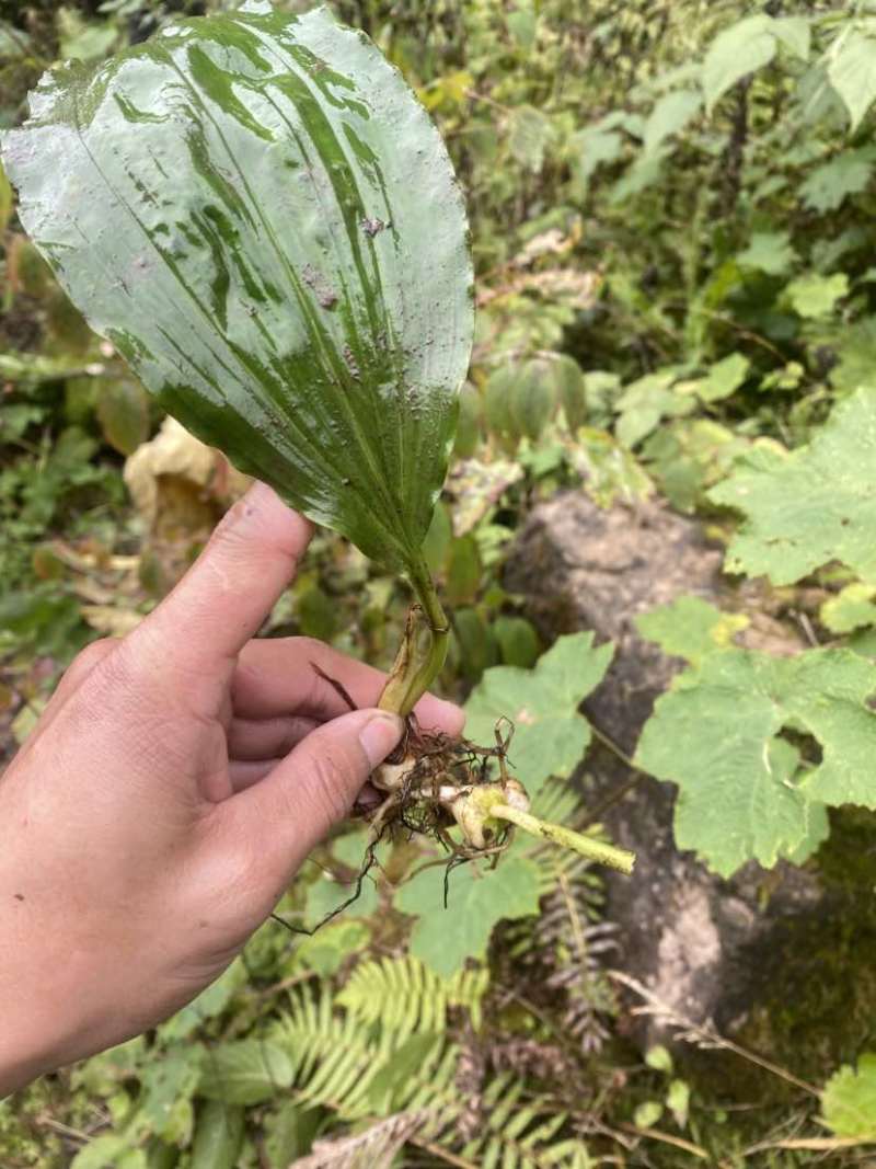 高山地区纯野生毛慈菇、冰球子鲜货价，需要的老板联系