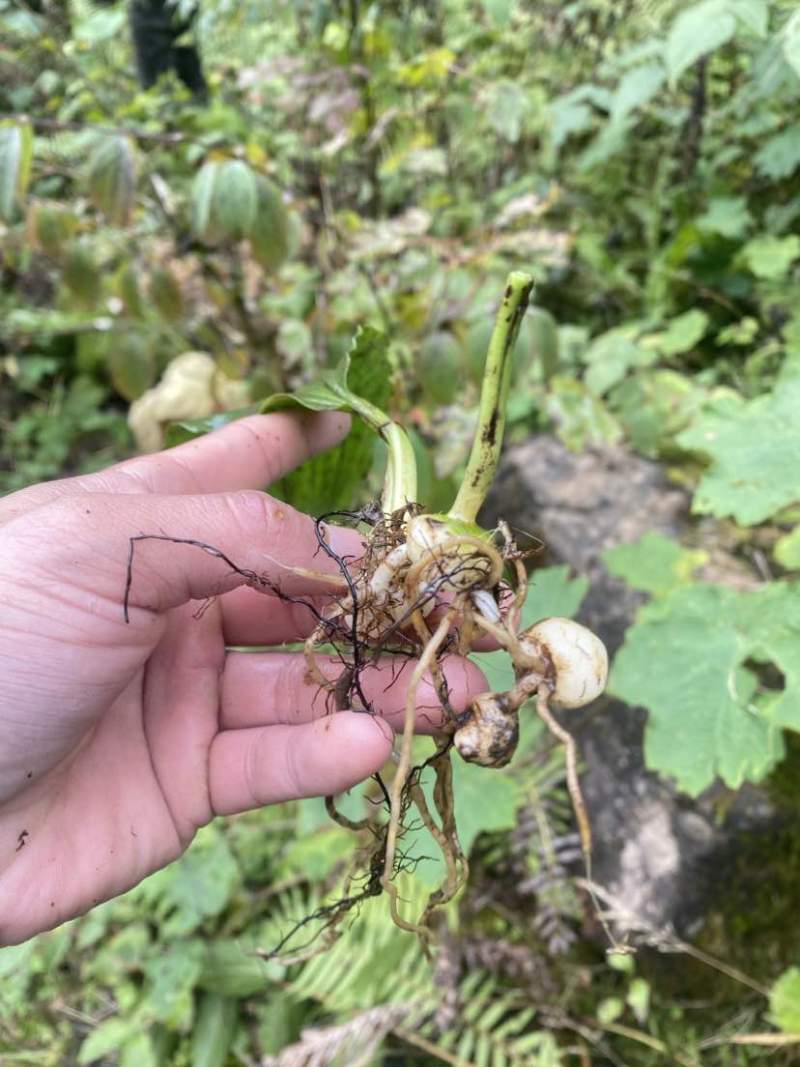 高山地区纯野生毛慈菇、冰球子鲜货价，需要的老板联系
