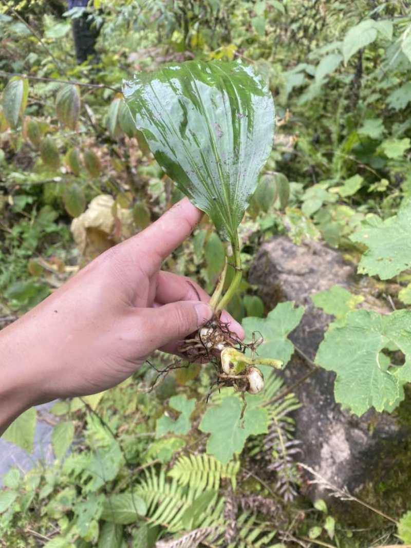 高山地区纯野生毛慈菇、冰球子鲜货价，需要的老板联系