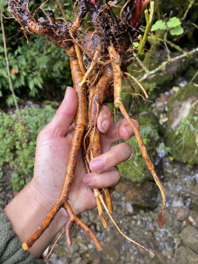 野生的，数量多，需要的联系