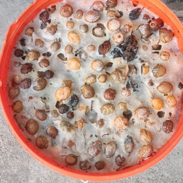 白果