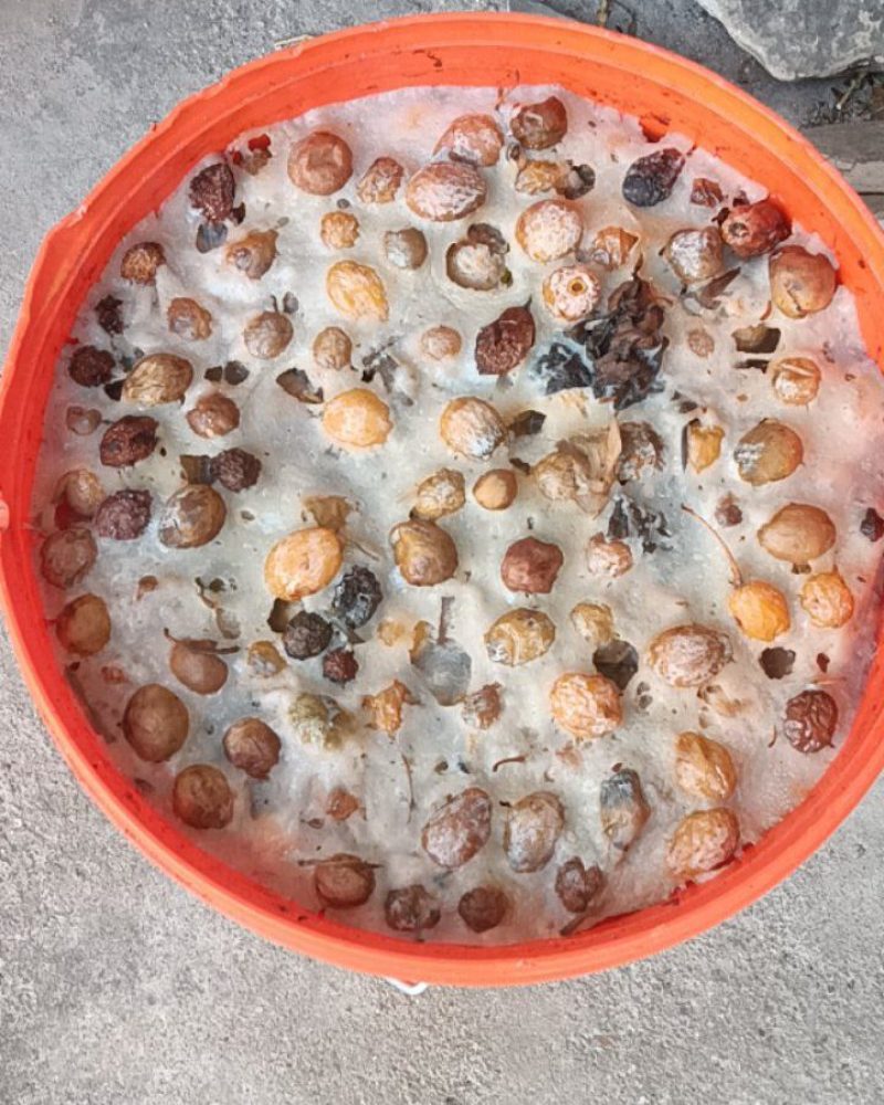 白果