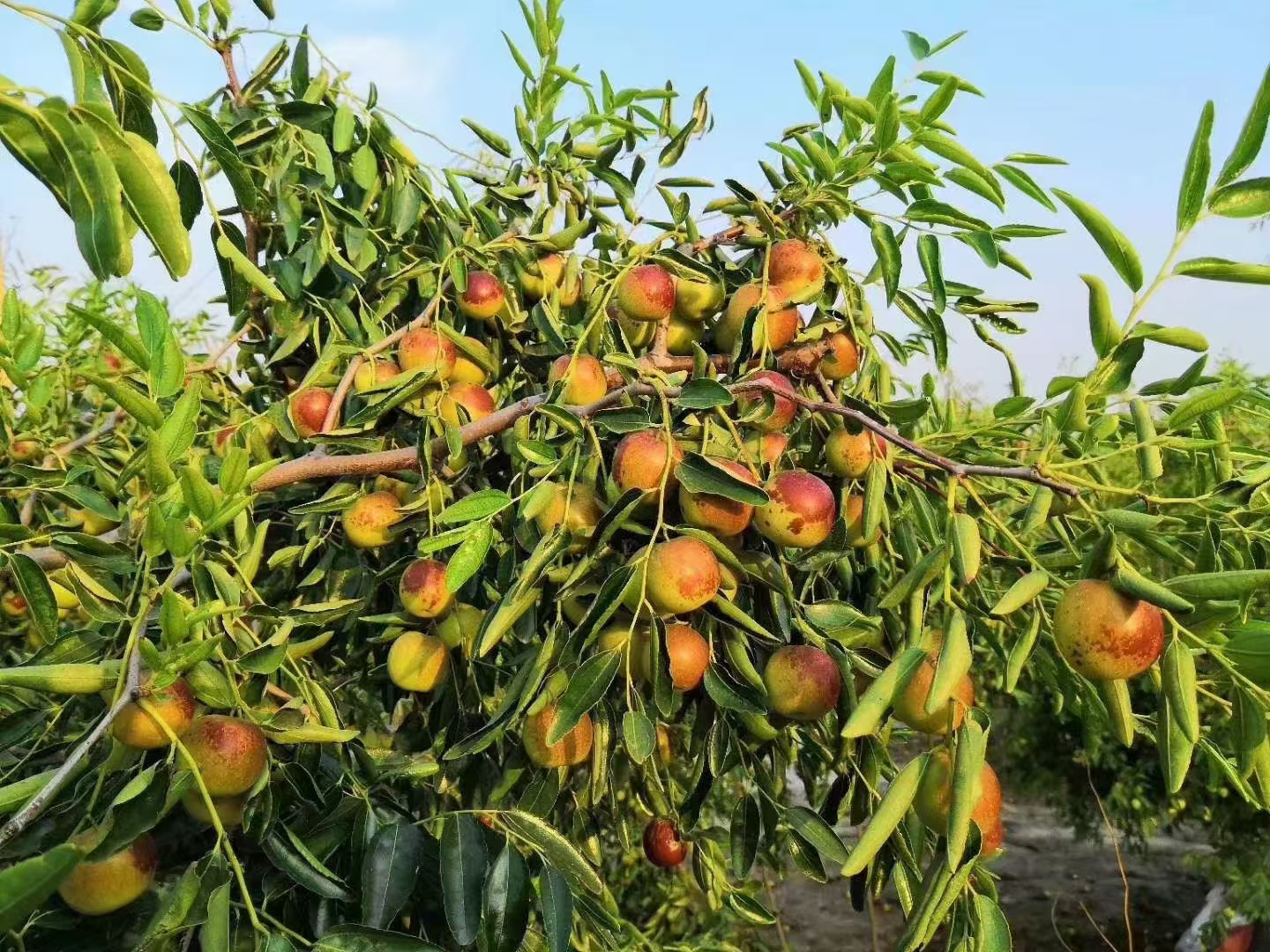 黄河流域大型冬枣标准化种植基地航拍画面,展示成片绿色枣林,树体整齐排列,部分果树已挂满青白色至浅红色果实,地面滴灌系统清晰可见,背景为晴朗天空与远处村庄轮廓 冬枣果园航拍图