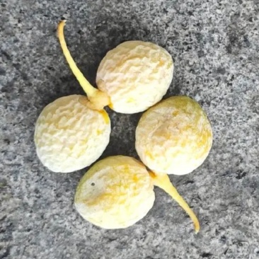 银杏果，白果