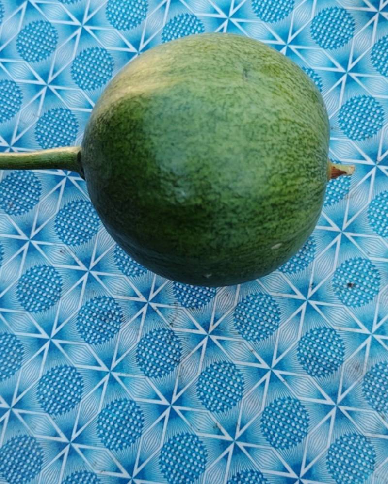 瓜蒌