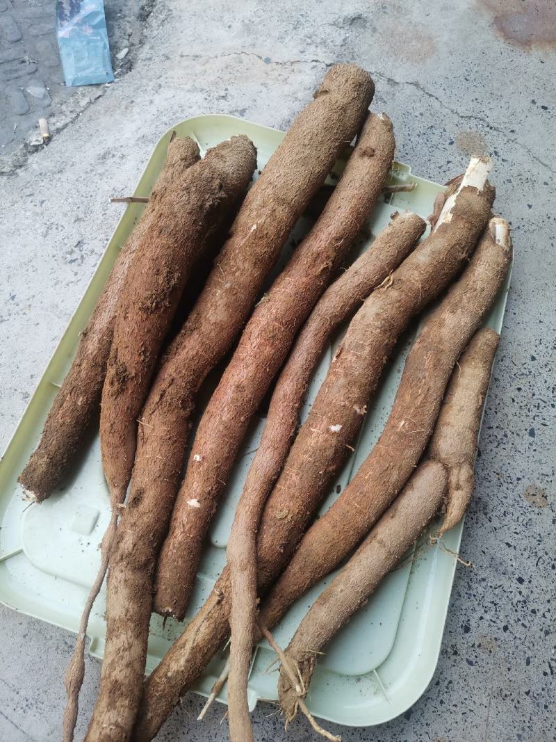 软糯香甜的黄肉木薯！！便宜大量出售