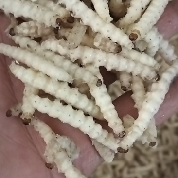 味美竹虫