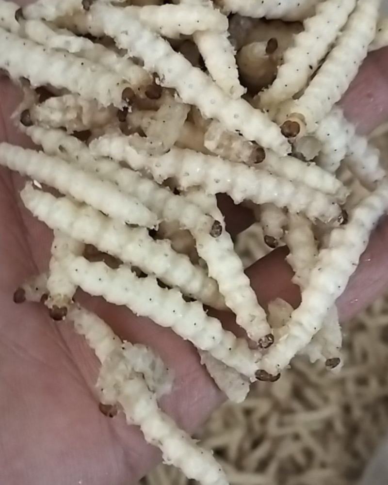 味美竹虫