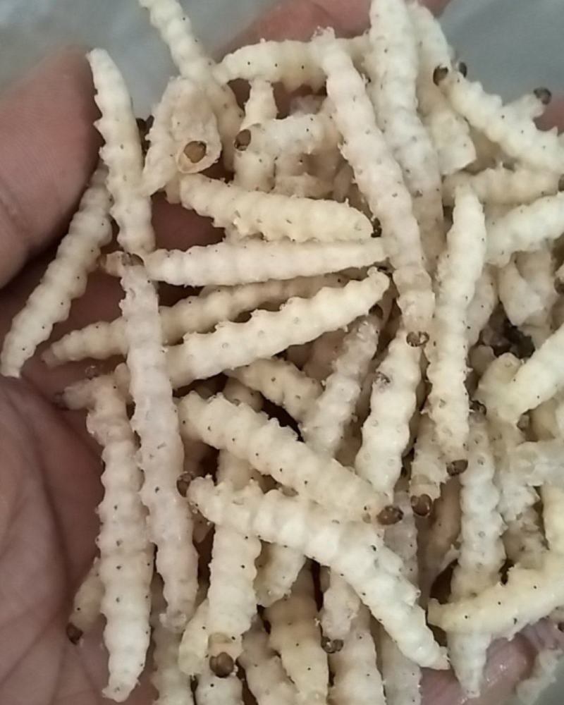 味美竹虫