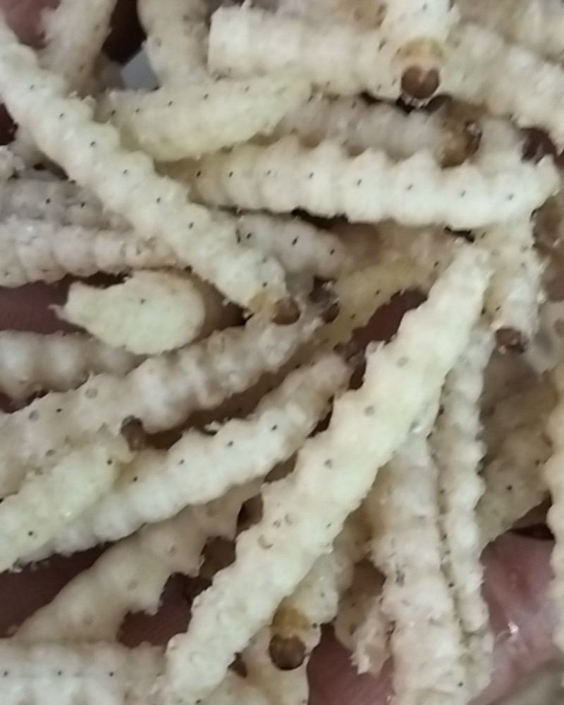 味美竹虫