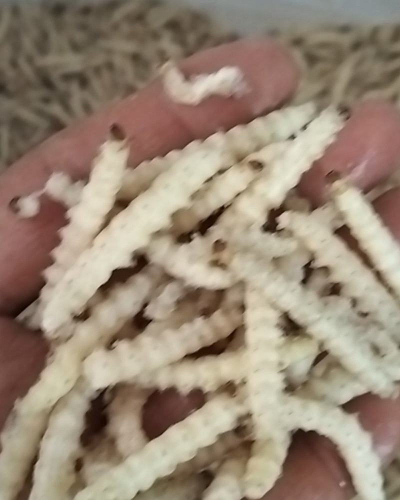 味美竹虫