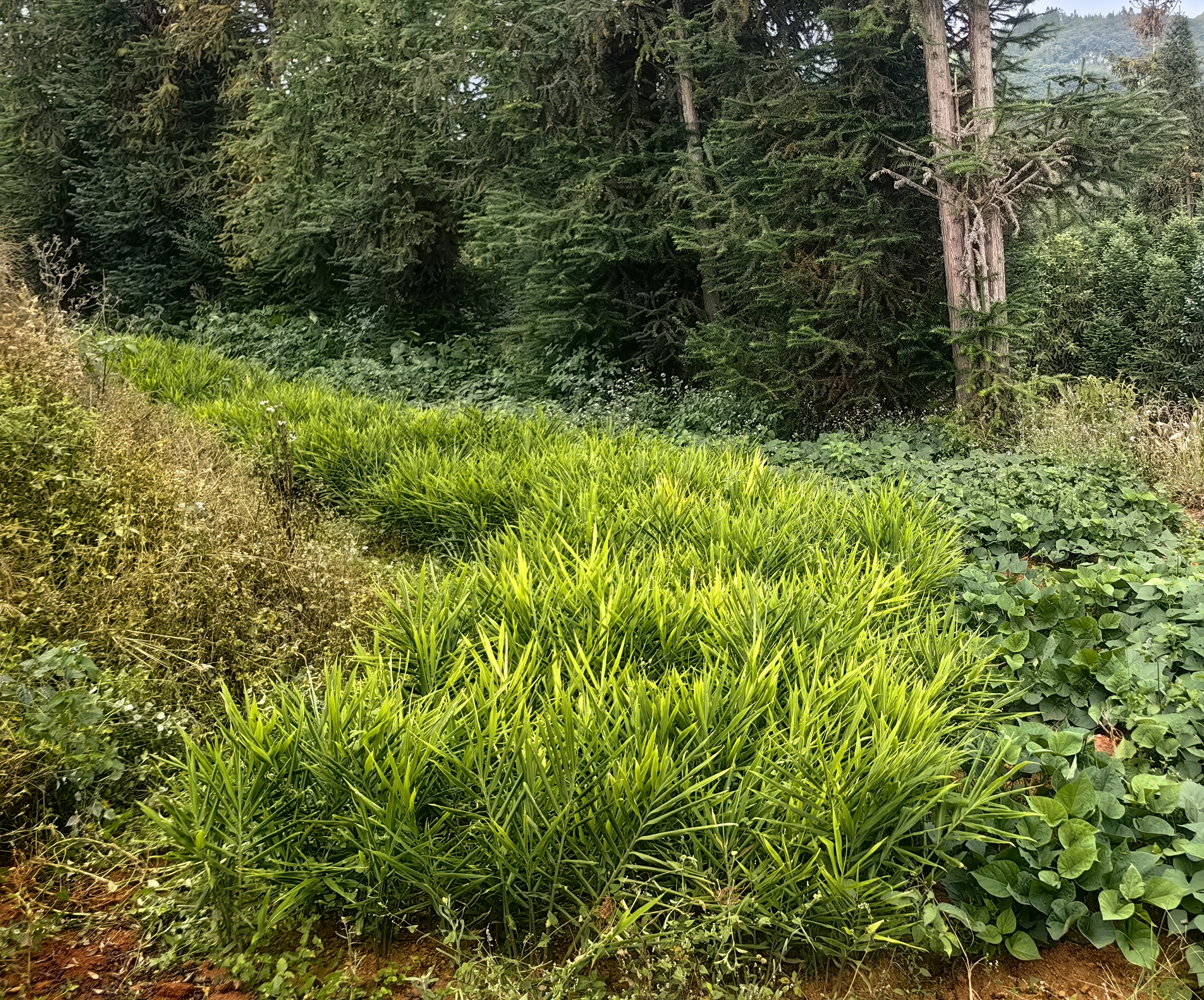 野生小黄姜植株与采挖场景