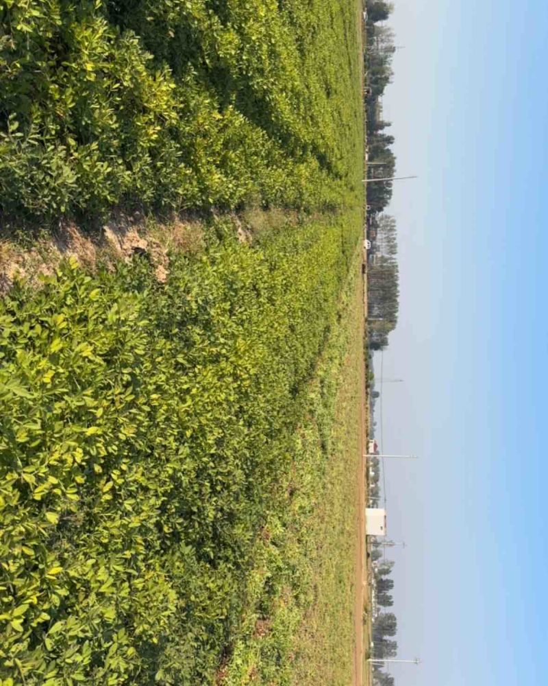 花生，现在当下有28亩，有需要的大老板请联系