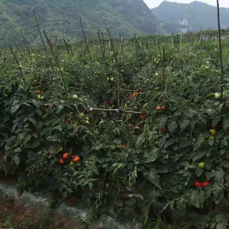 云南西红柿新鲜自然熟沙瓤