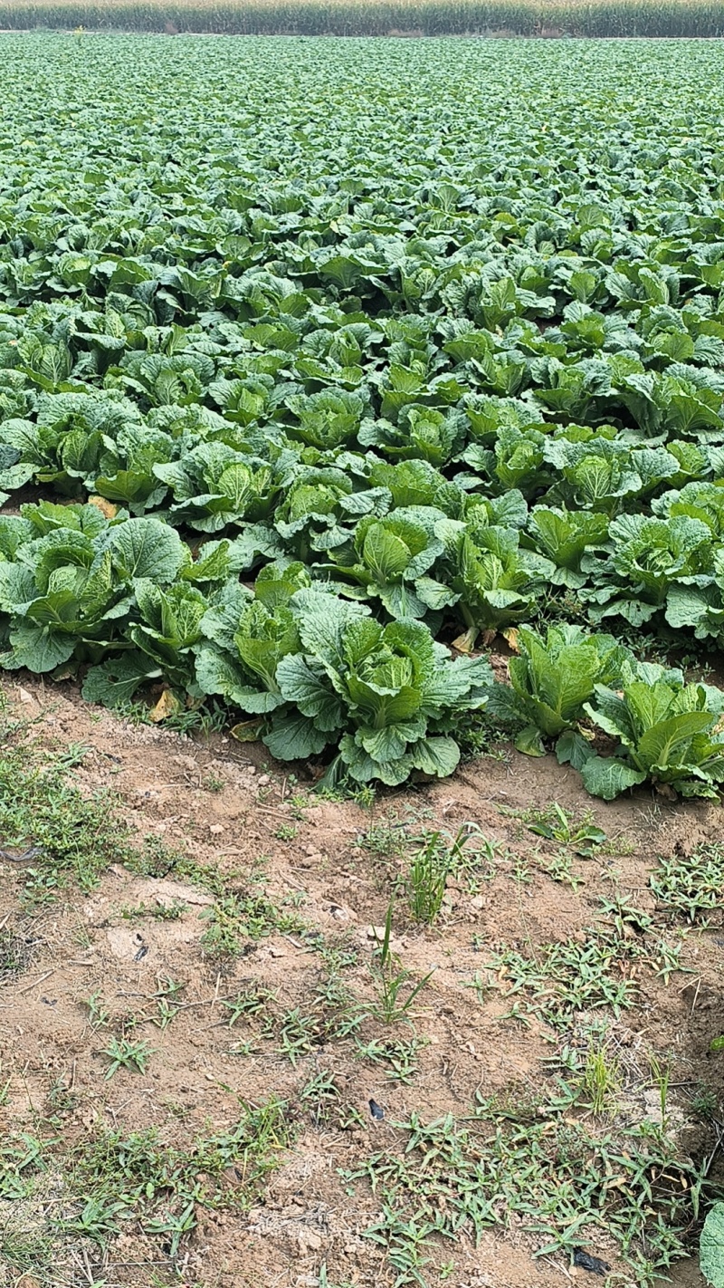 精品大白菜通货大白菜可以加工切片加工货