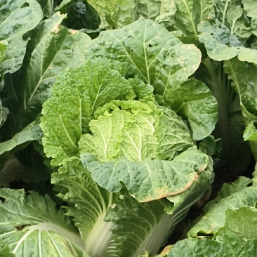 精品大白菜通货大白菜可以加工切片加工货