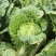 精品大白菜通货大白菜可以加工切片加工货