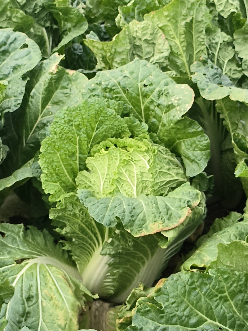 精品大白菜通货大白菜可以加工切片加工货