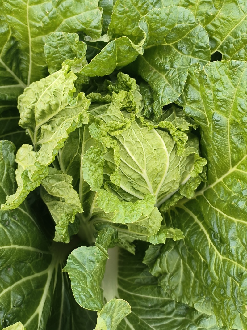 精品大白菜通货大白菜可以加工切片加工货