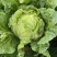 精品大白菜通货大白菜可以加工切片加工货