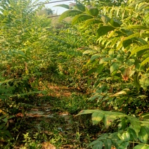 红香椿树苗