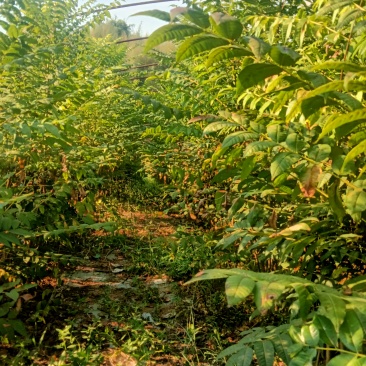 红香椿树苗