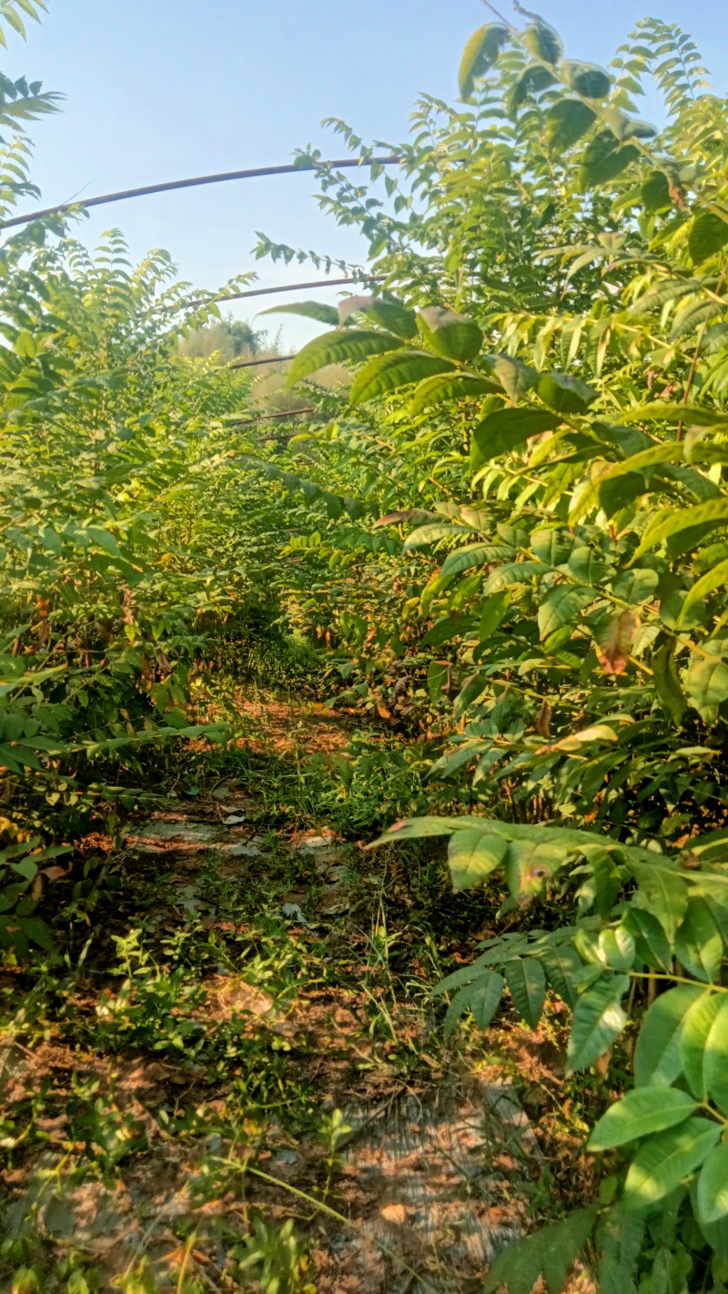 红香椿树苗