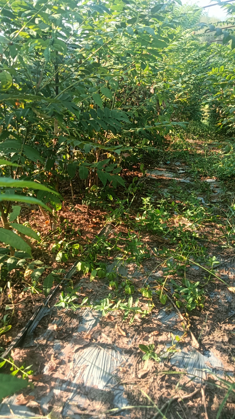 红香椿树苗