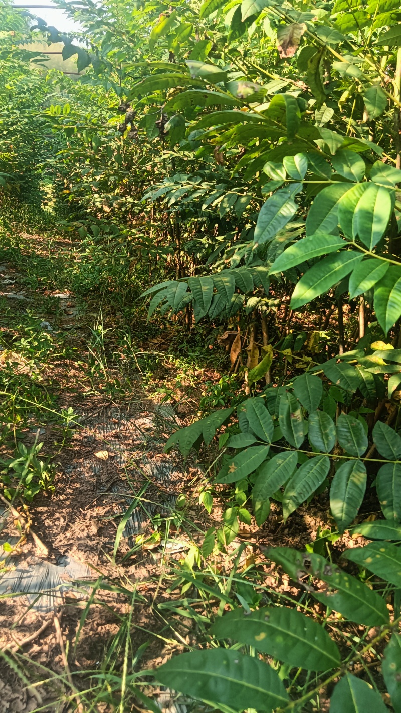 红香椿树苗
