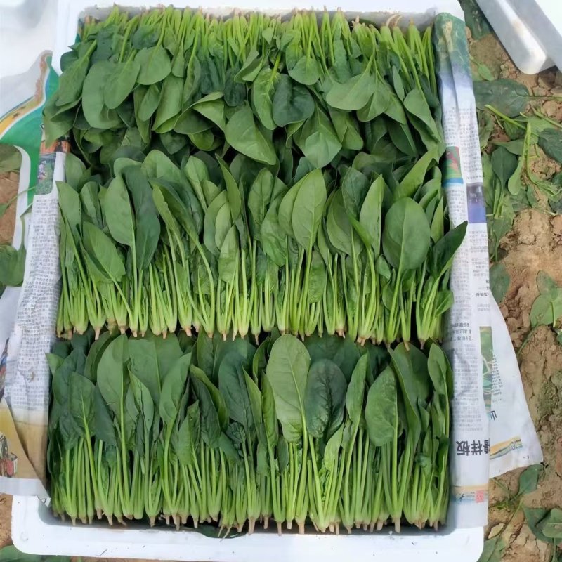 精品菠菜，无虫咬，无斑点，直立，高度15-----30厘米