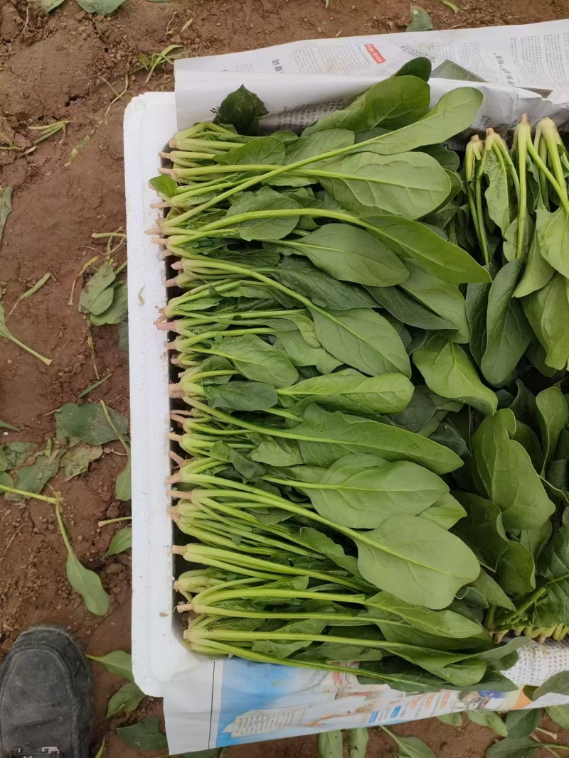 精品菠菜，无虫咬，无斑点，直立，高度15-----30厘米