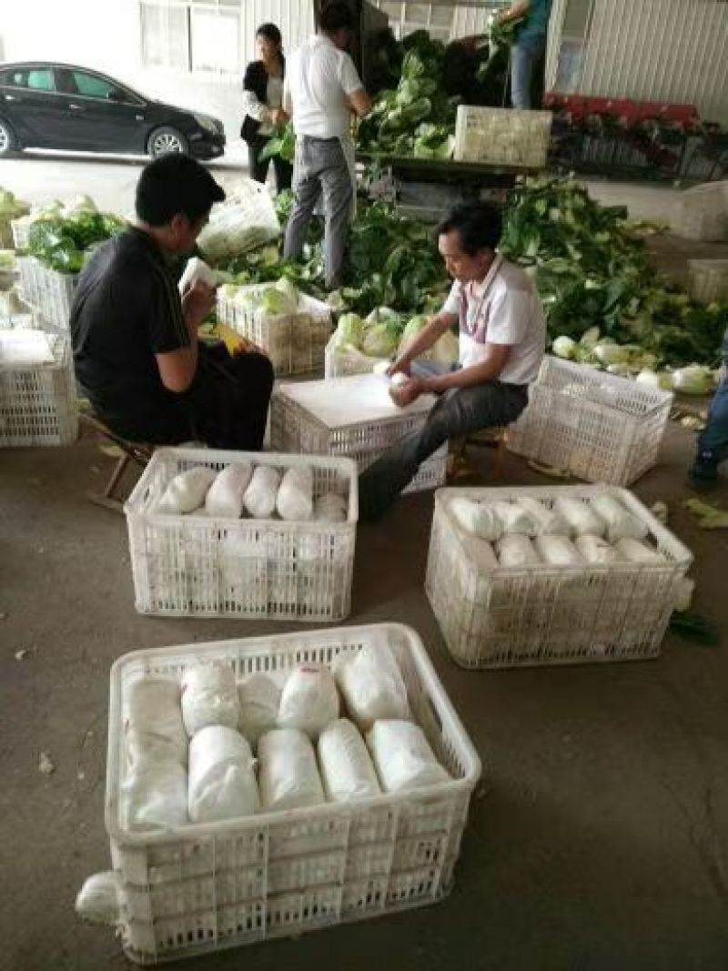 精品娃娃菜，大娃娃菜，小娃娃菜，无虫咬，无斑点，无烧心，