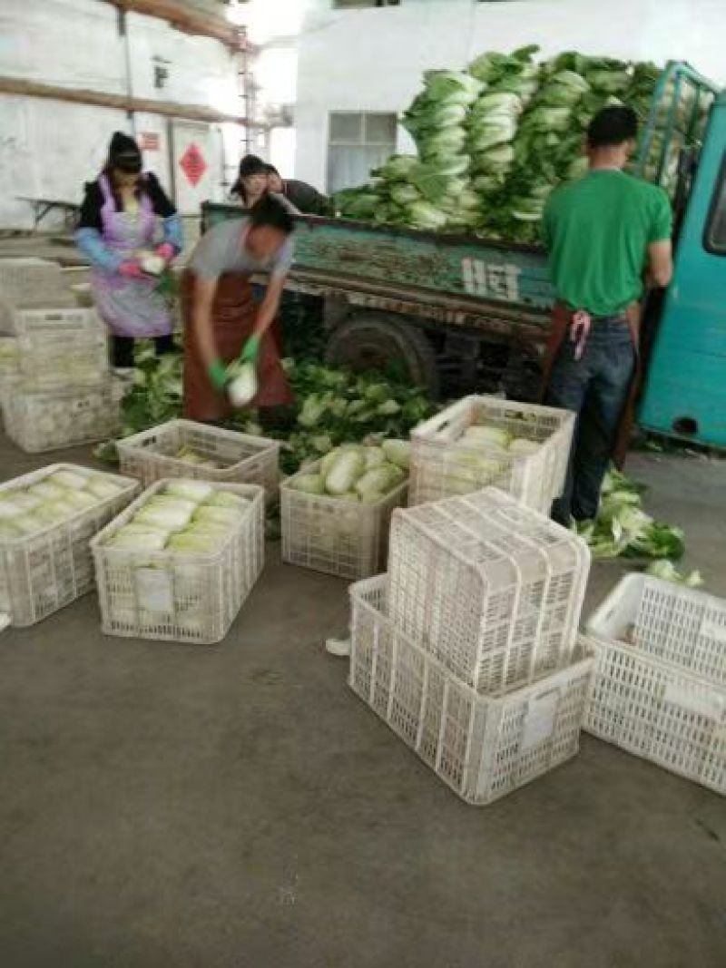 精品娃娃菜，大娃娃菜，小娃娃菜，无虫咬，无斑点，无烧心，