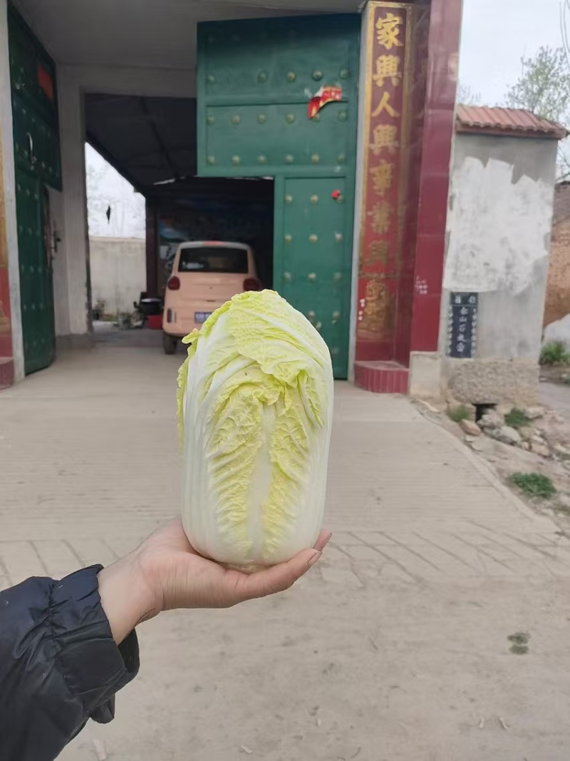 精品娃娃菜，大娃娃菜，小娃娃菜，无虫咬，无斑点，无烧心，