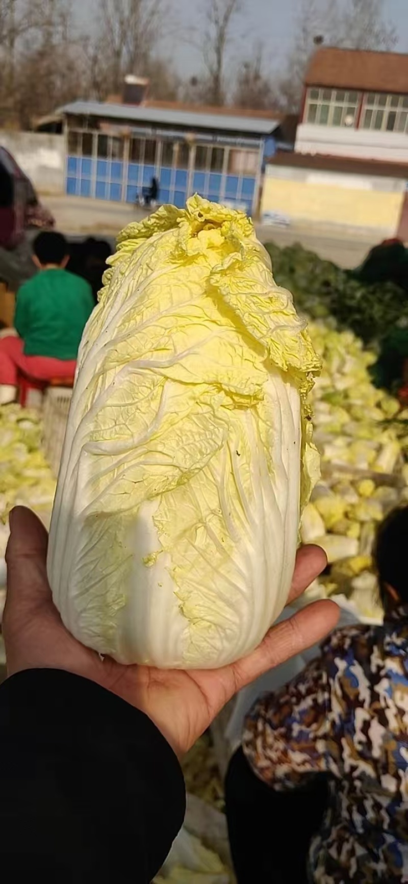 精品娃娃菜，大娃娃菜，小娃娃菜，无虫咬，无斑点，无烧心，